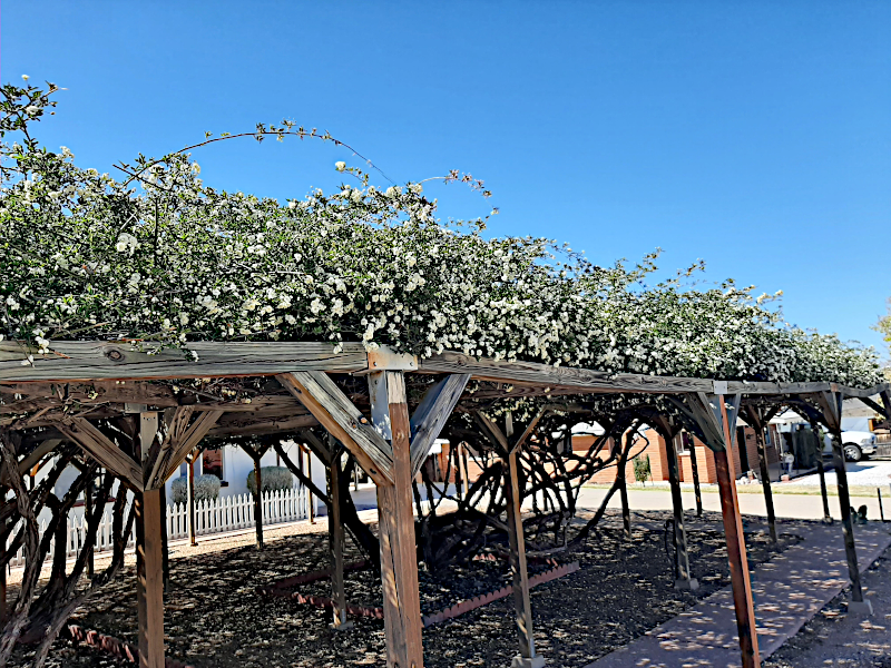 A long wooden pergola covered with lush white flowering roses. The structure stretches across the image, supported by wooden posts. Behind it, a clear blue sky is visible. In the background, glimpses of buildings and a white picket fence suggest a small town setting. The pergola provides shade and a scenic walkway, blending natural beauty with rustic architecture.